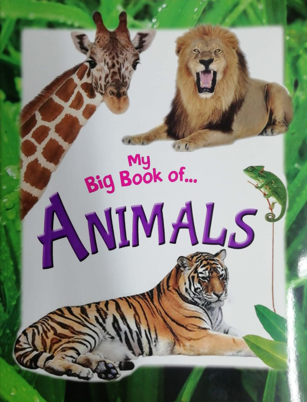 My Big Book Of Animals (পেপারব্যাক)