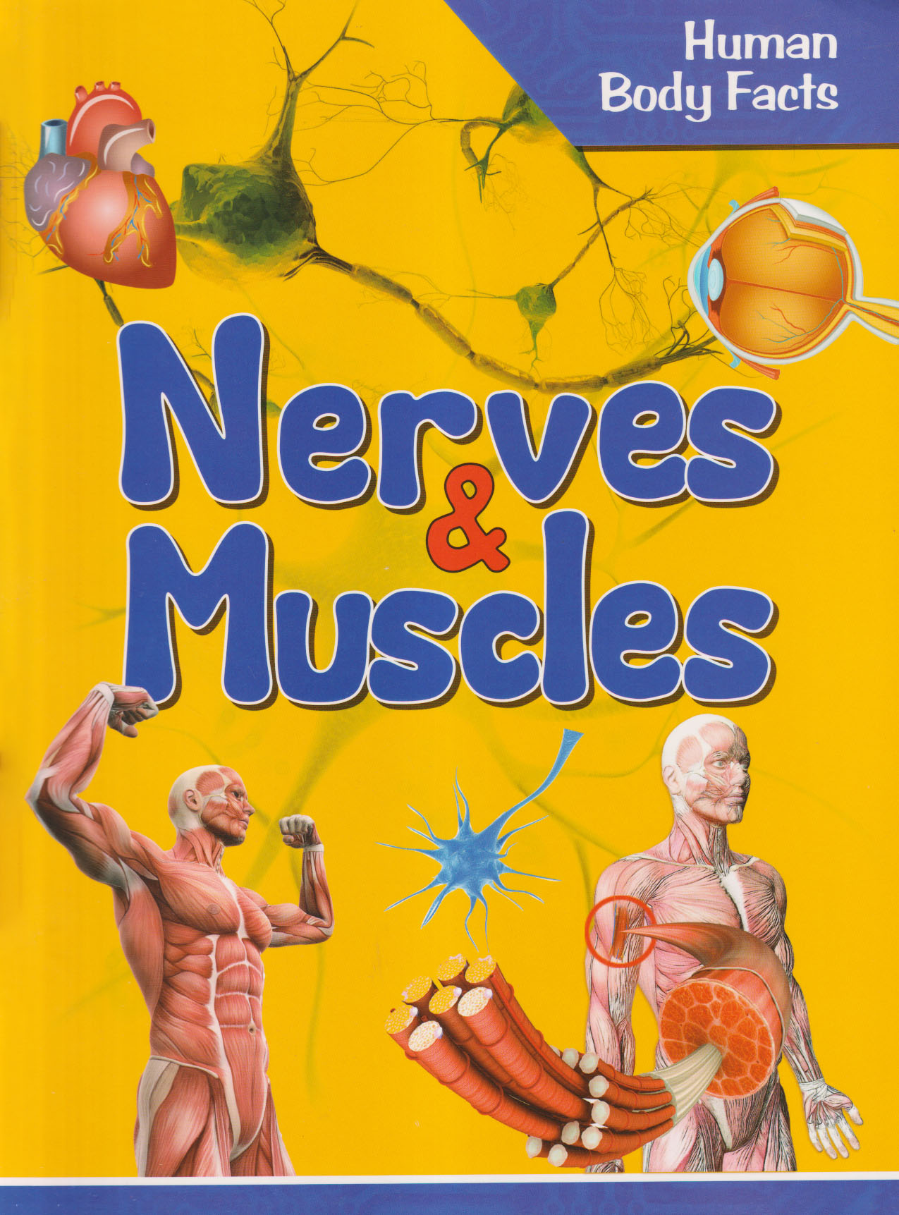 Nerves & Muscles - Human Body Facts (পেপারব্যাক)