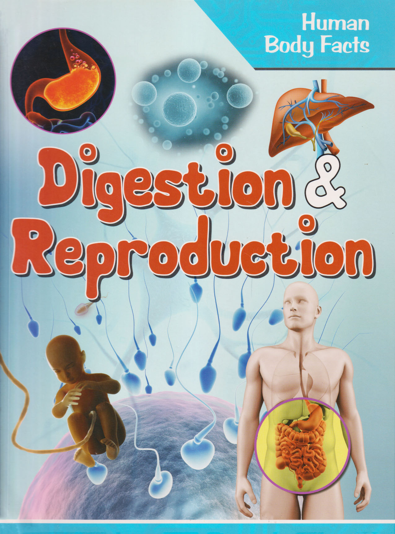 Human Body Facts: Digestion & Reproduction (পেপারব্যাক)