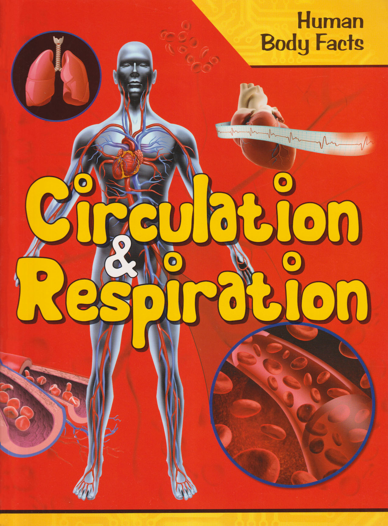 Circulation & Respiration- Human Body Facts (পেপারব্যাক)