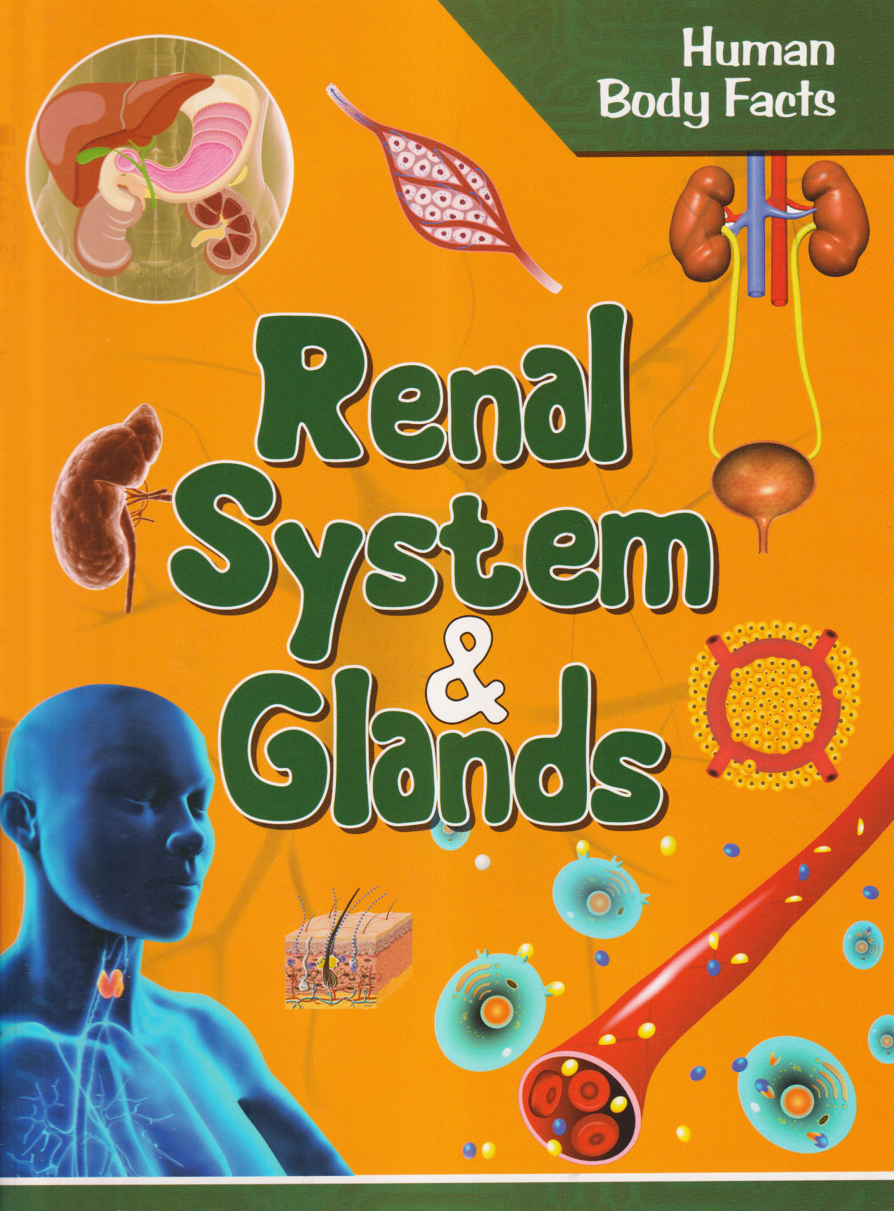 Human Body Facts: Renal System & Glands (পেপারব্যাক)